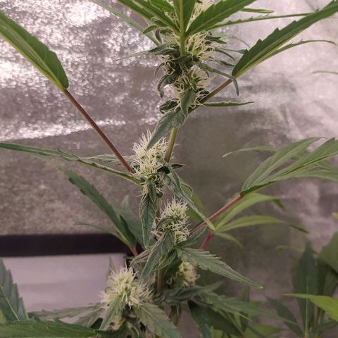 RR toinen growlog timeline photo