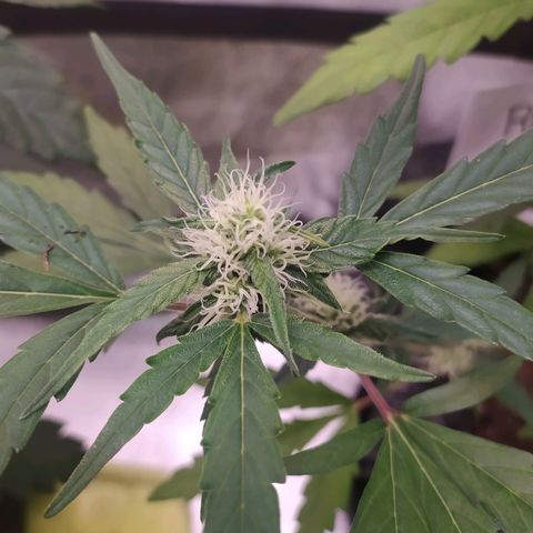 RR toinen growlog timeline photo