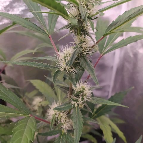 RR toinen growlog timeline photo