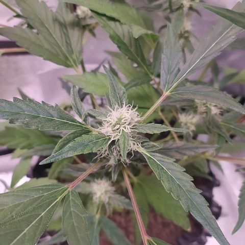 RR toinen growlog timeline photo