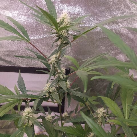 RR toinen growlog timeline photo
