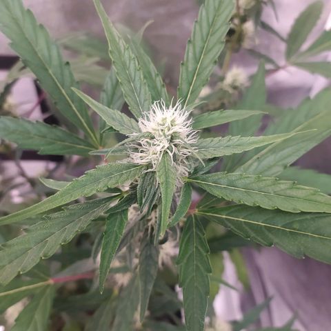RR toinen growlog timeline photo