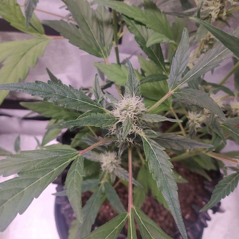 RR toinen growlog timeline photo