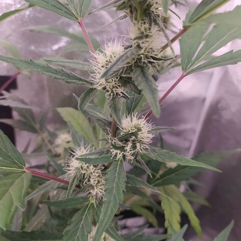 RR toinen growlog timeline photo