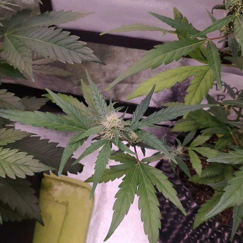 RR toinen growlog timeline photo