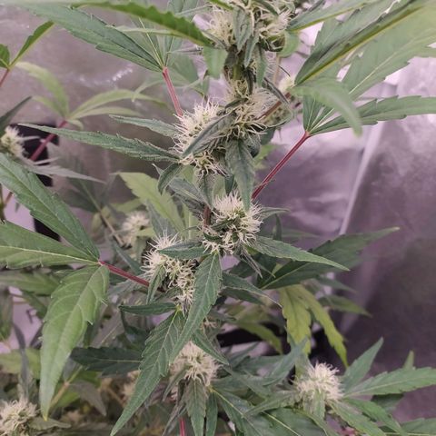 RR toinen growlog timeline photo