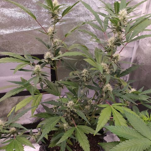 RR toinen growlog timeline photo