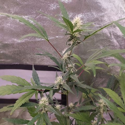 RR toinen growlog timeline photo