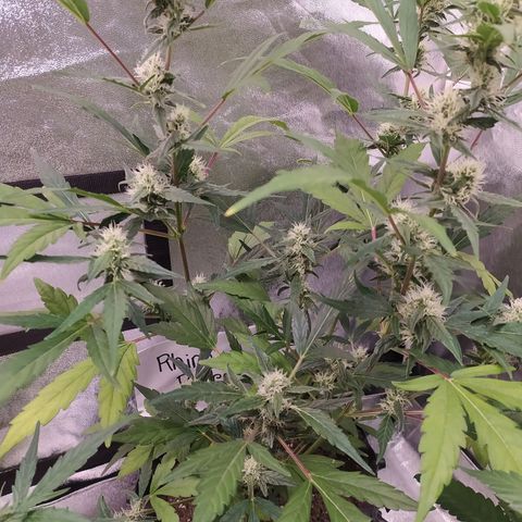 RR toinen growlog timeline photo