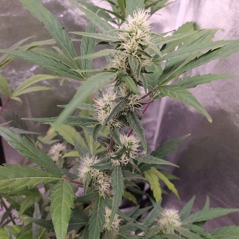 RR toinen growlog timeline photo