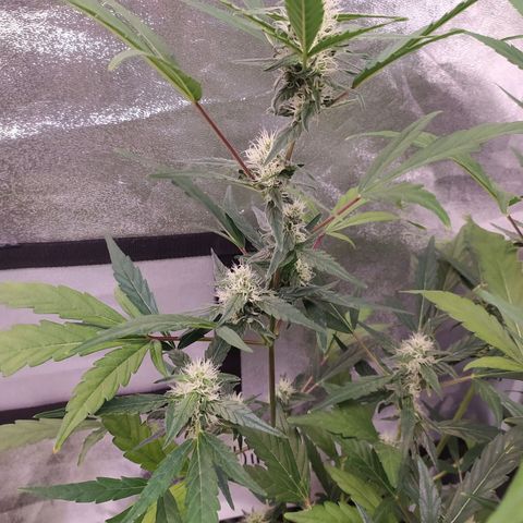 RR toinen growlog timeline photo