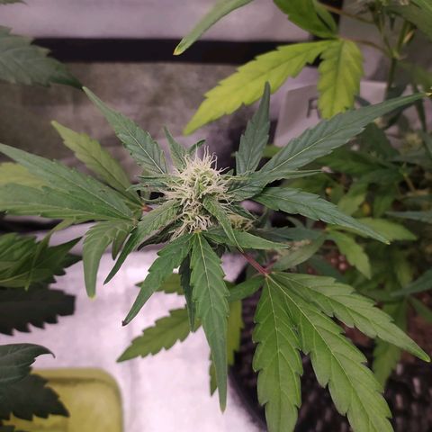 RR toinen growlog timeline photo