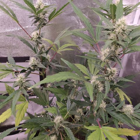 RR toinen growlog timeline photo