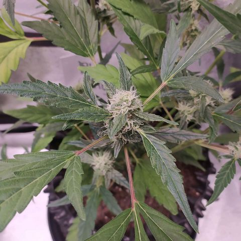 RR toinen growlog timeline photo