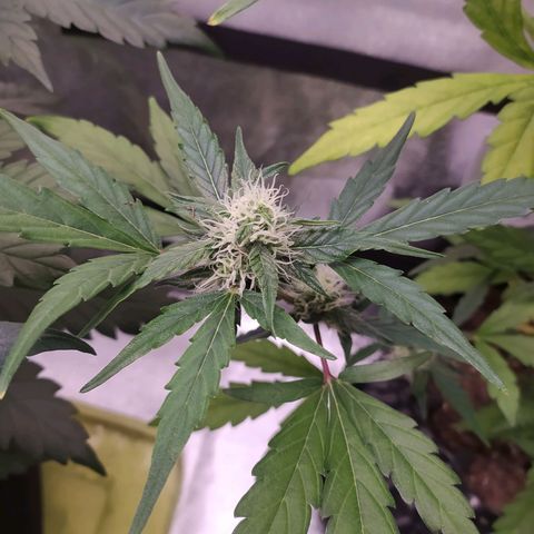 RR toinen growlog timeline photo