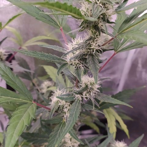 RR toinen growlog timeline photo