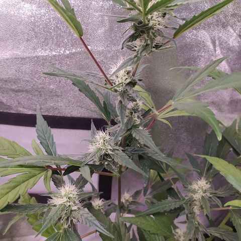 RR toinen growlog timeline photo