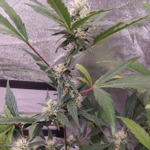 RR toinen growlog timeline photo