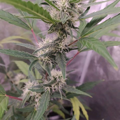 RR toinen growlog timeline photo
