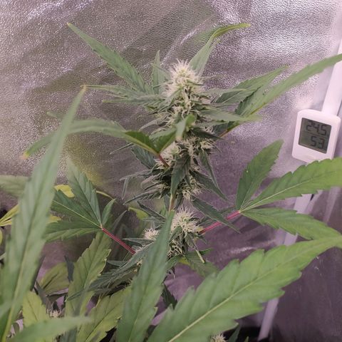 RR toinen growlog timeline photo
