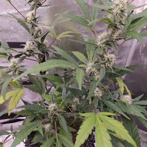 RR toinen growlog timeline photo