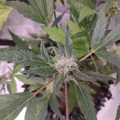 RR toinen growlog timeline photo