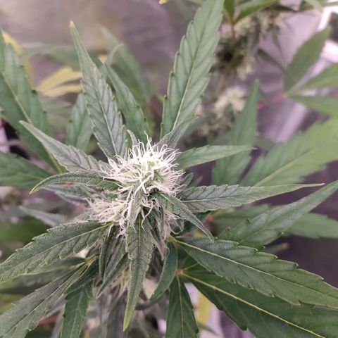 RR toinen growlog timeline photo