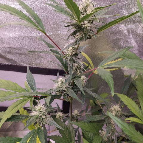 RR toinen growlog timeline photo