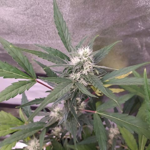 RR toinen growlog timeline photo