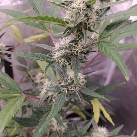 RR toinen growlog timeline photo