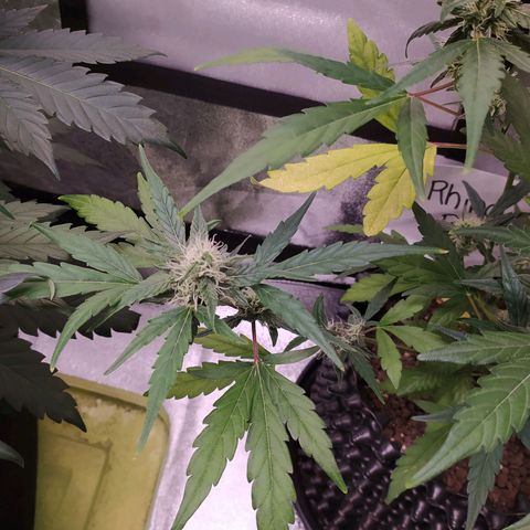 RR toinen growlog timeline photo