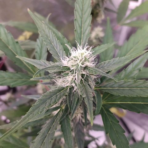 RR toinen growlog timeline photo