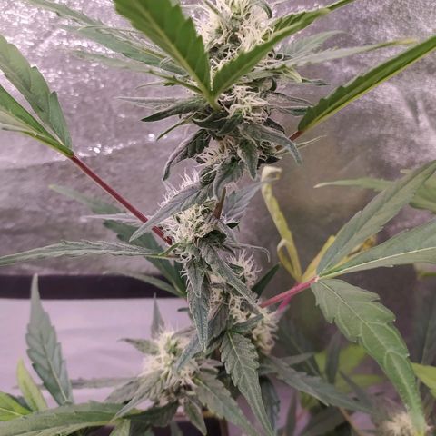 RR toinen growlog timeline photo