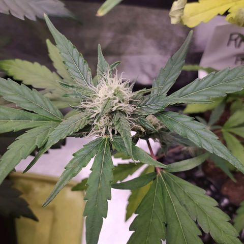 RR toinen growlog timeline photo