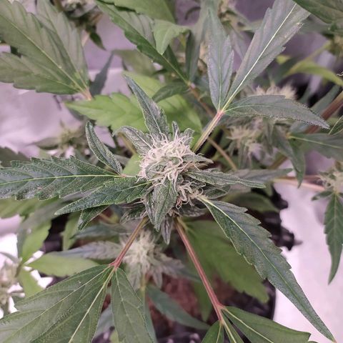 RR toinen growlog timeline photo