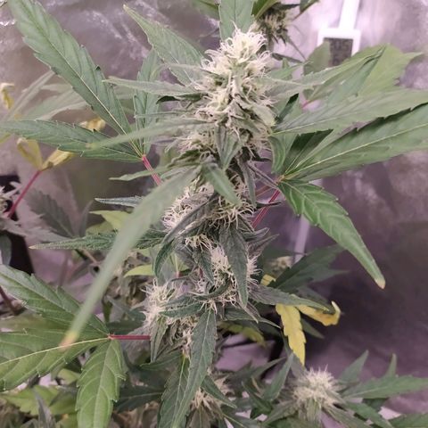RR toinen growlog timeline photo