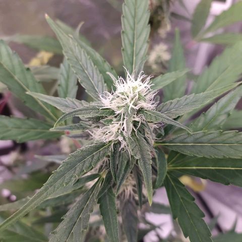 RR toinen growlog timeline photo