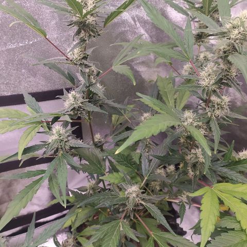 RR toinen growlog timeline photo