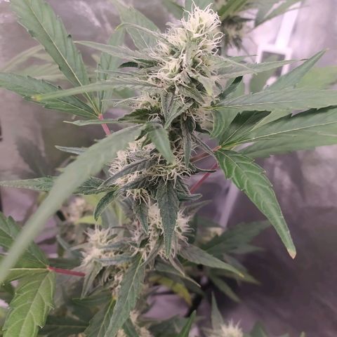 RR toinen growlog timeline photo