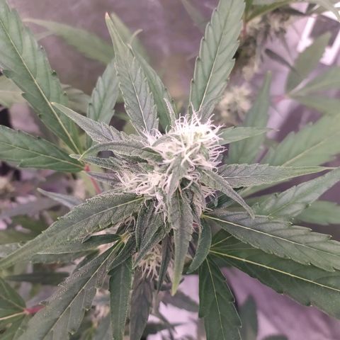 RR toinen growlog timeline photo