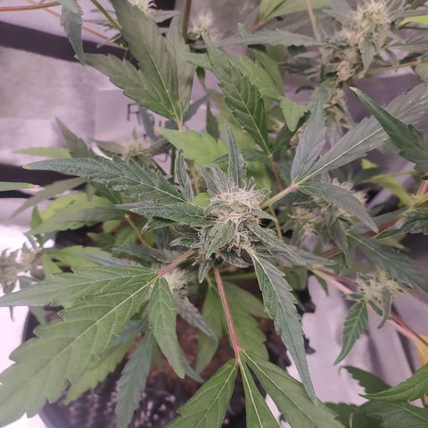 RR toinen growlog timeline photo