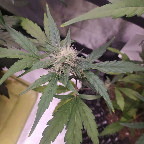 RR toinen growlog timeline photo