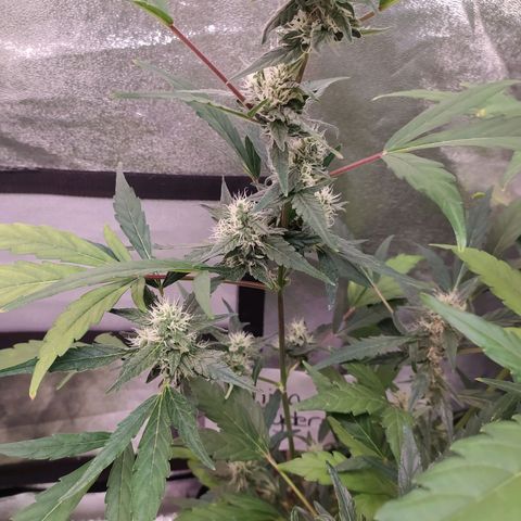 RR toinen growlog timeline photo