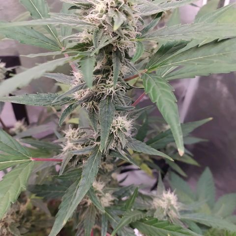 RR toinen growlog timeline photo