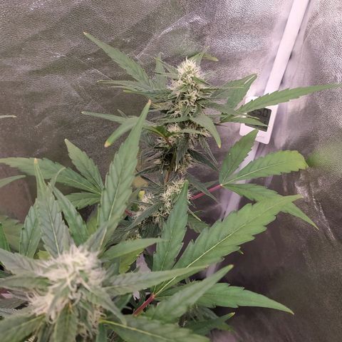 RR toinen growlog timeline photo
