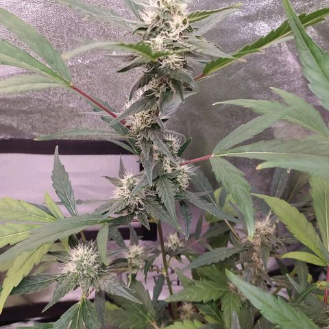 RR toinen growlog timeline photo