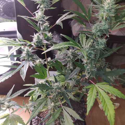 RR toinen growlog timeline photo