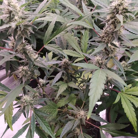 RR toinen growlog timeline photo