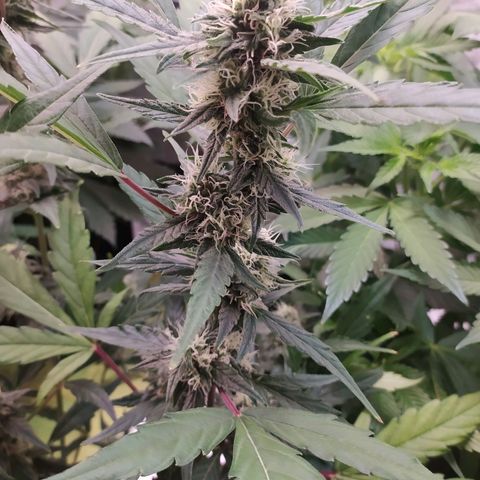 RR toinen growlog timeline photo