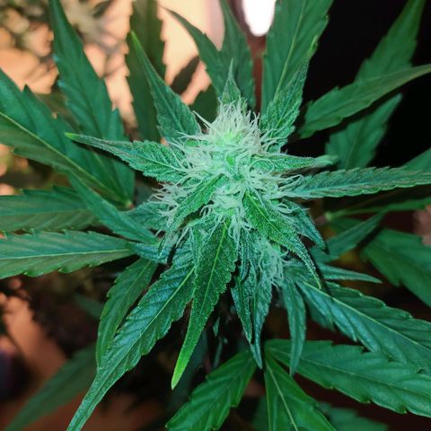 RR toinen growlog timeline photo